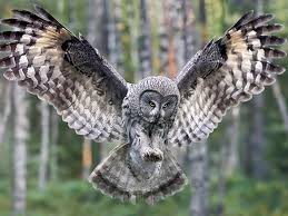 owl