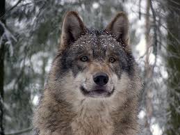 wolf