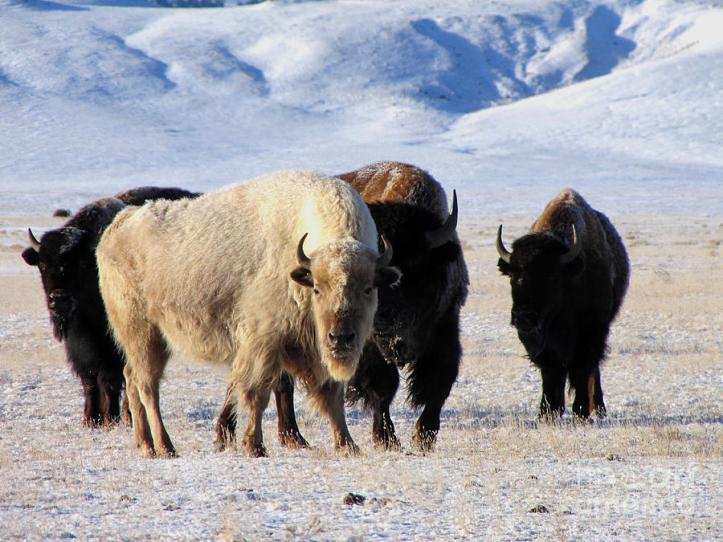 white-buffalo-carol-milisen
