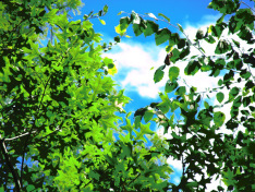 "Sky Leaves" - Photo by PocahontasBrandy, 2013