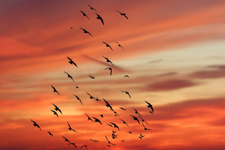 sunset-birds