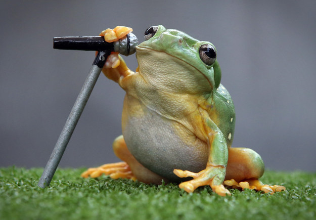 These-red-eye-tree-frogs-are-rocking-out-for-the